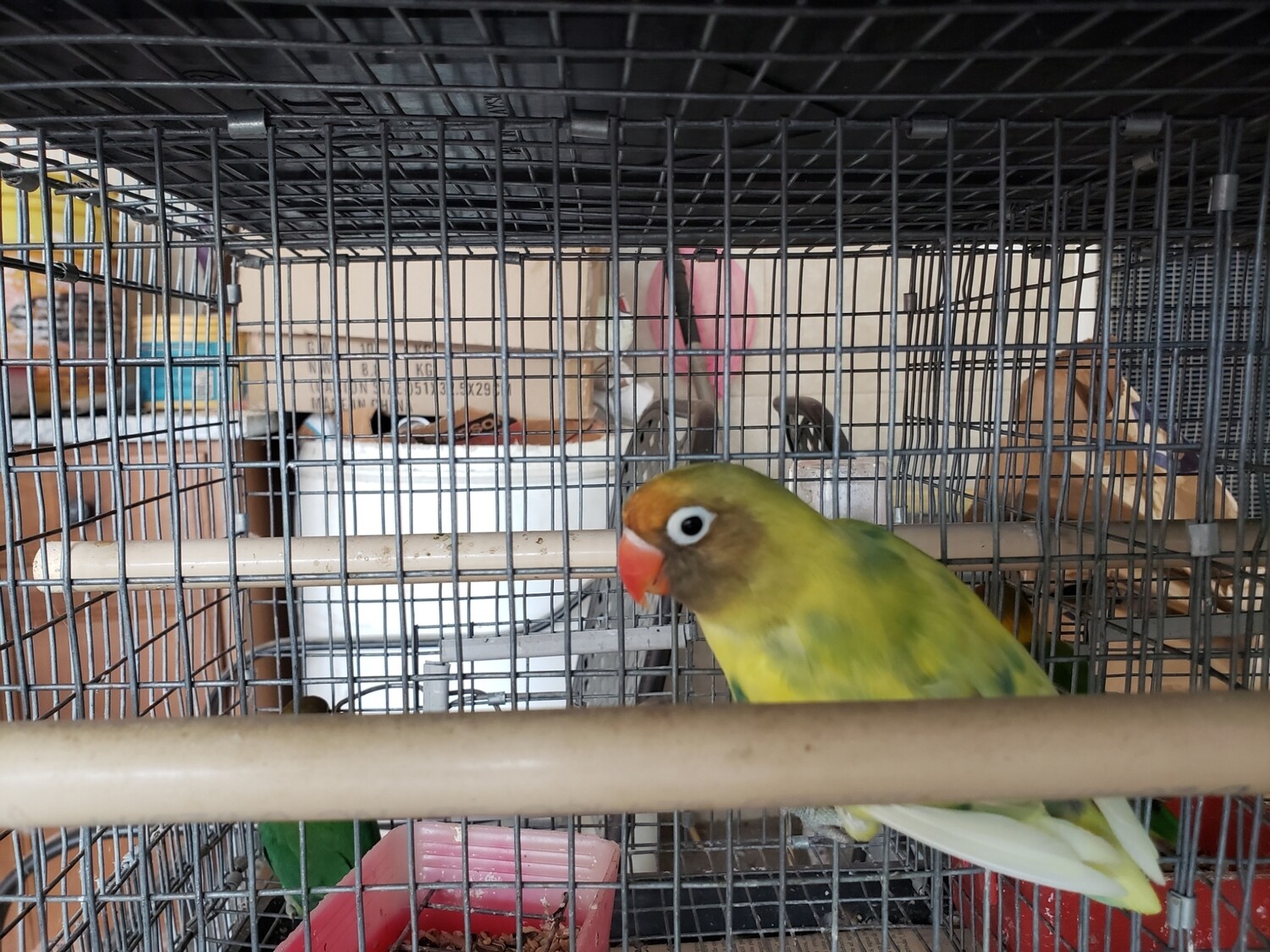 Pastel Parblue Arlequin  Lovebird 