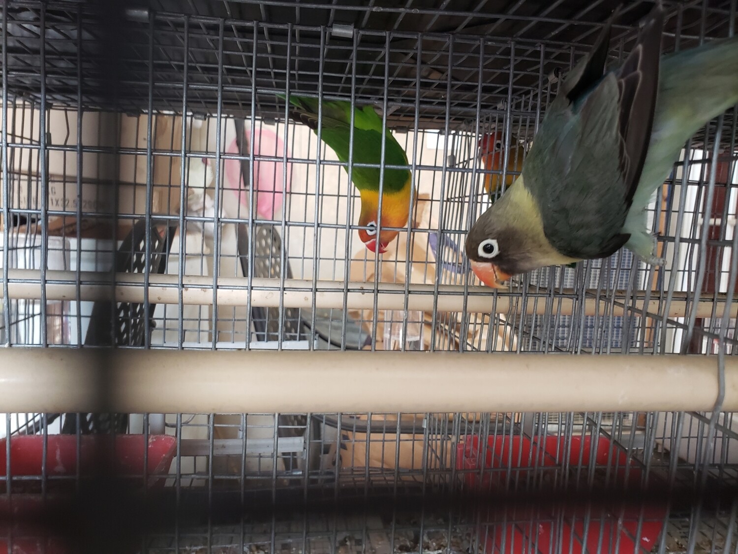 Parblue Black mask Male Livebird ( Cage#12)