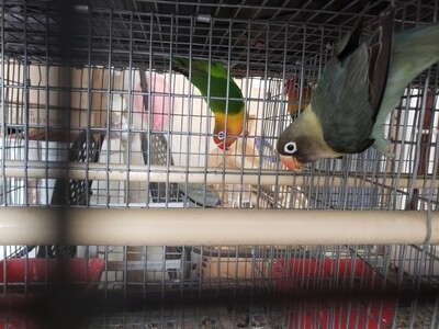 Parblue Black mask Male Livebird ( Cage#12)