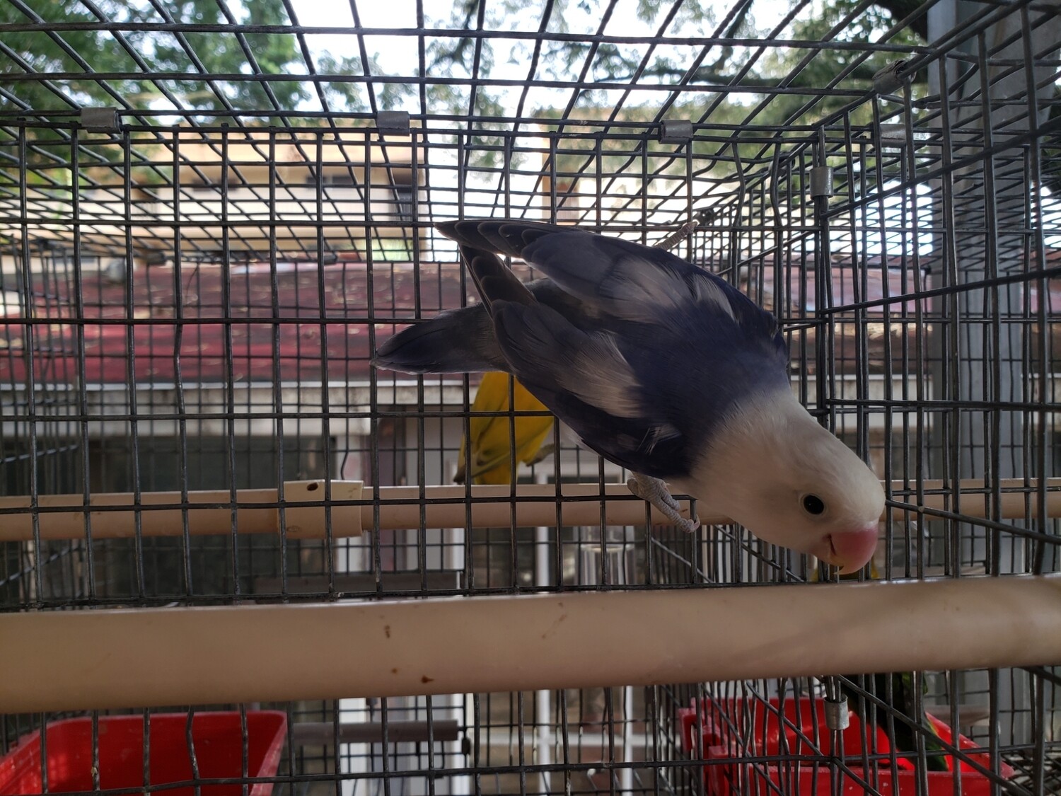Violet Arlequin white head Fisher Female Lovebird