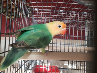 Green Clean Yellow Head Parblue Female Lovebird