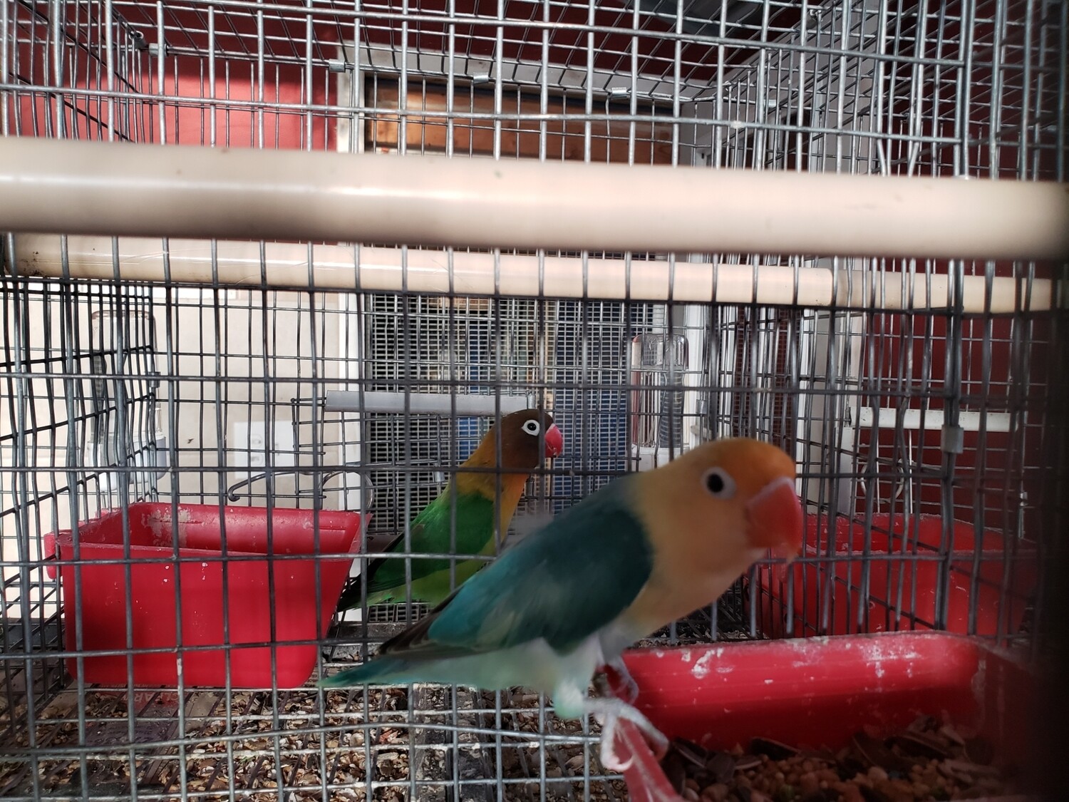 Green yellow head male fisher Lovebird