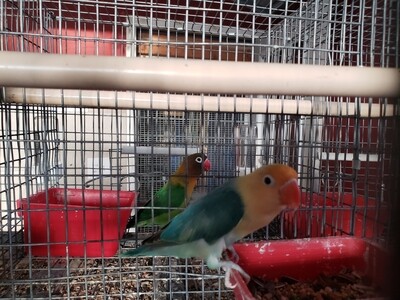 Green yellow head male fisher Lovebird