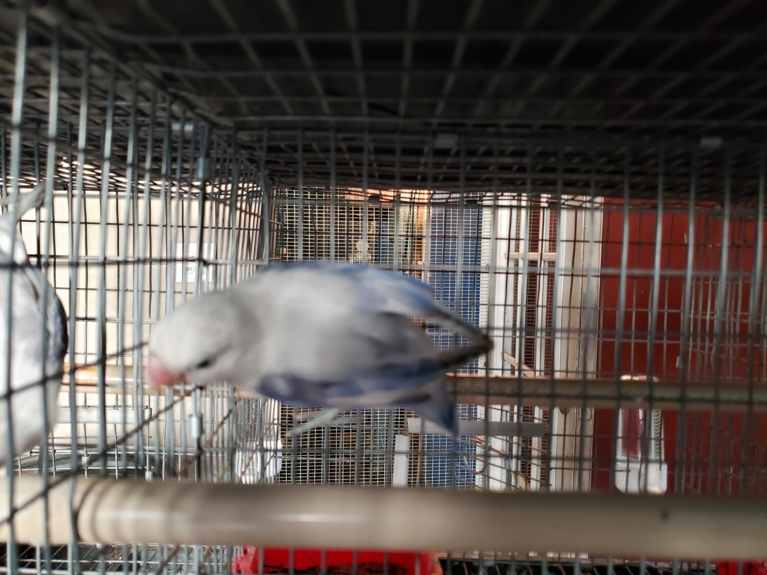 Blue Euwing Male Lovebird