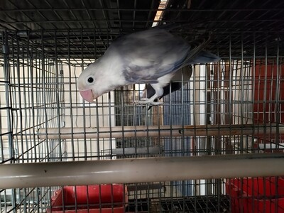Violet Arlequin Fisher Male Lovebird