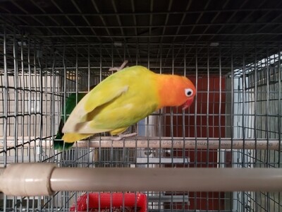 Orange head Pastel Fisher Female Lovebird