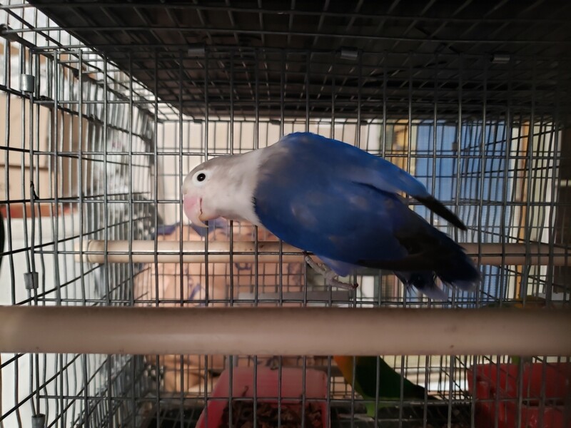 Cobalt Blue Fisher Lovebird