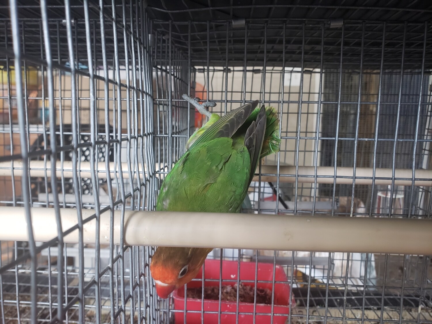 Green Fisher Male Lovebird ( Cage#14)