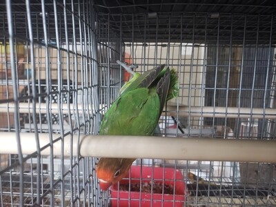 Green Fisher Male Lovebird ( Cage#14)