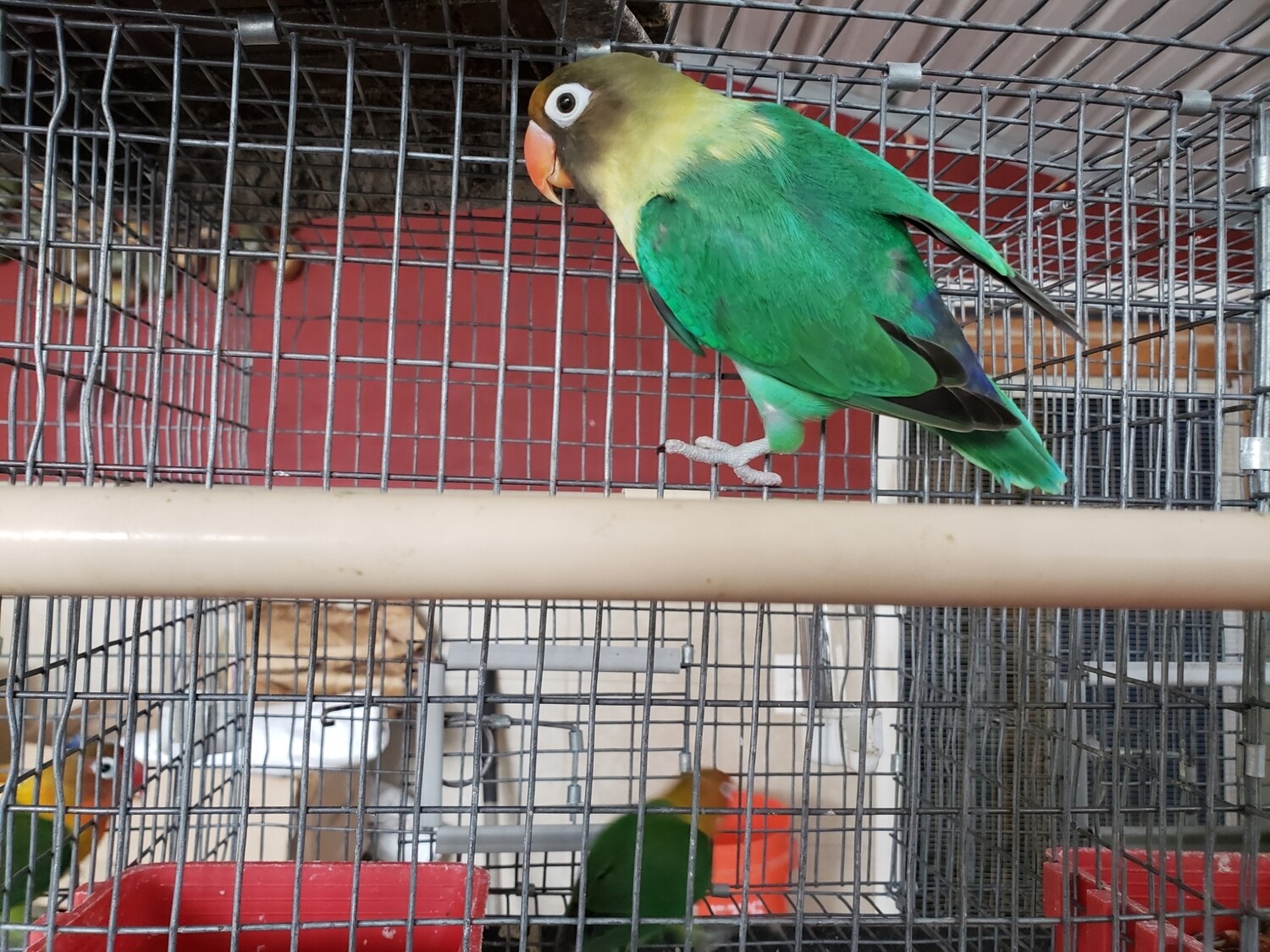 Green Parblue  Lovebird