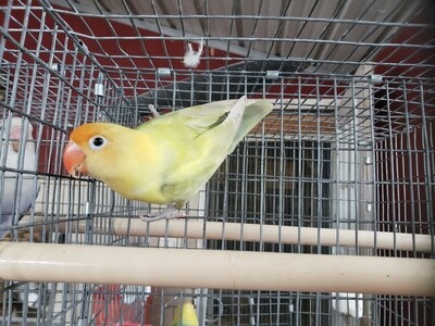 Olive pastel Parblue Lovebird