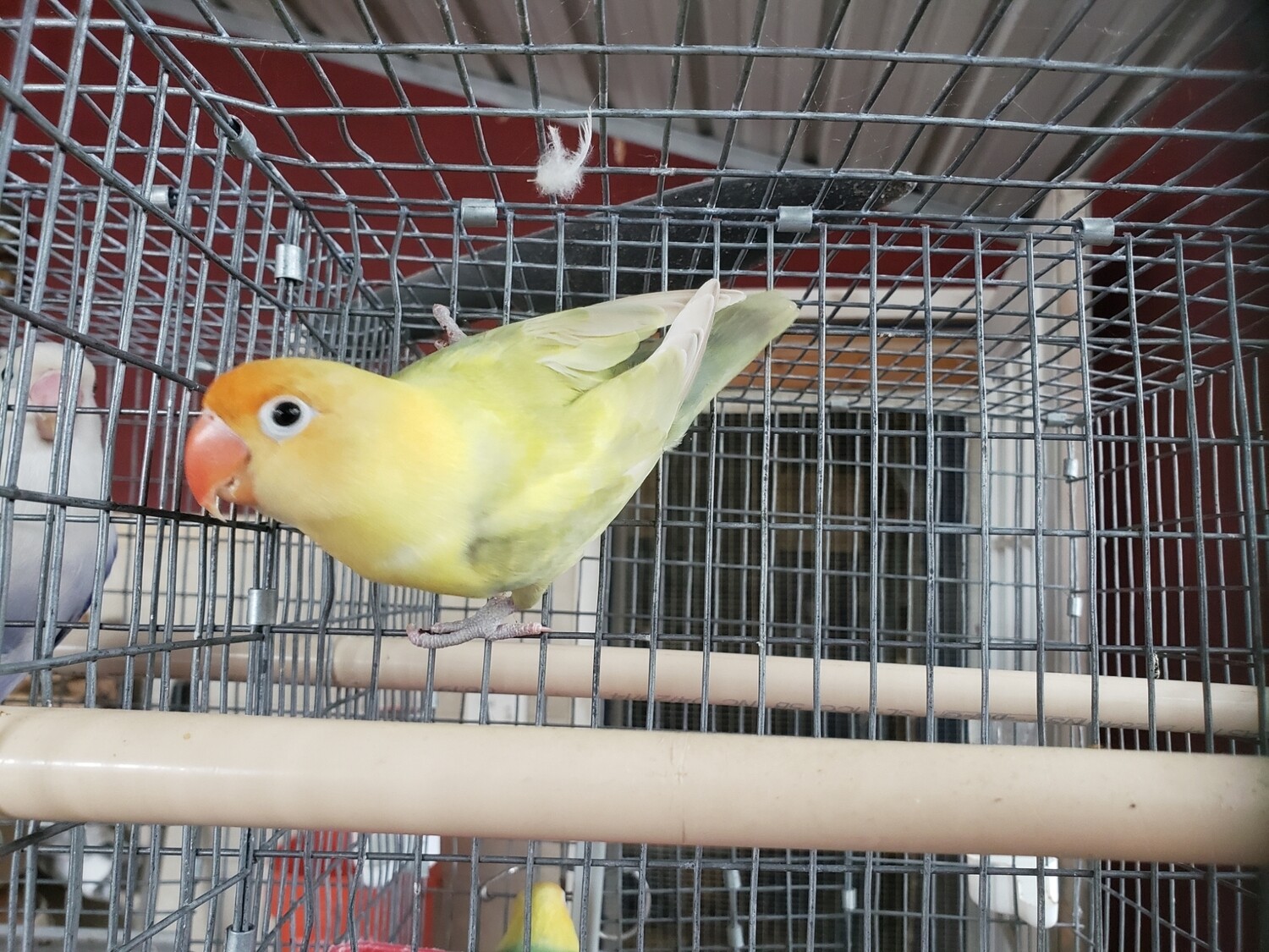 Olive pastel Parblue Lovebird