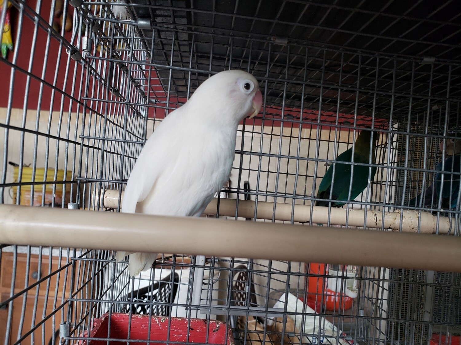 All white Black eye Lovebird