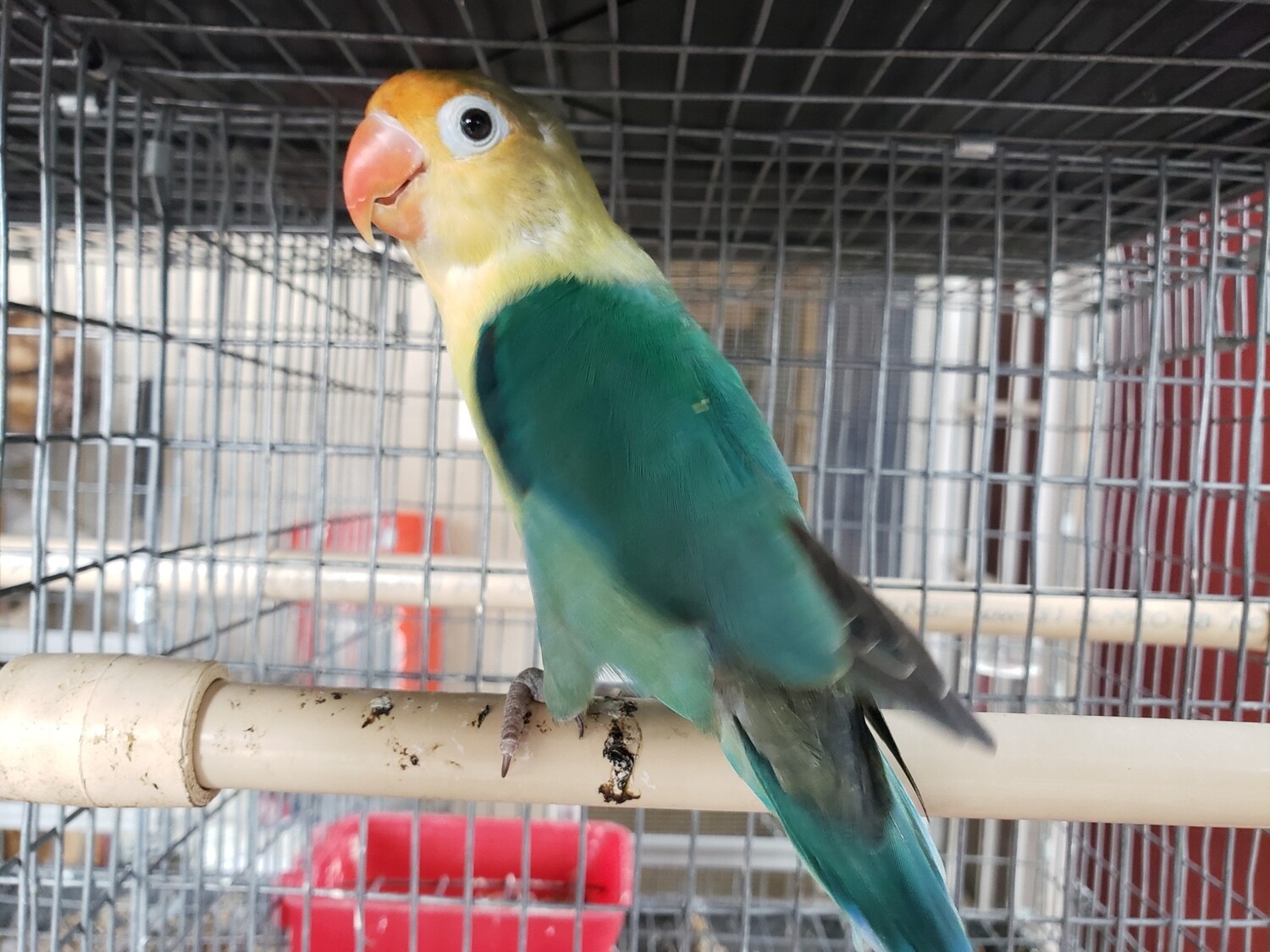 Green Parblue Fisher Lovebird