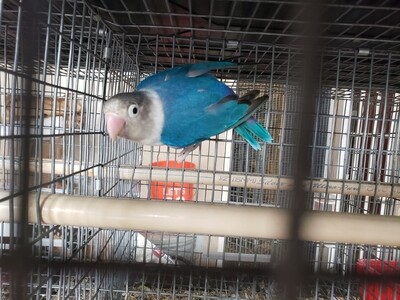 Blue fisher Lovebird