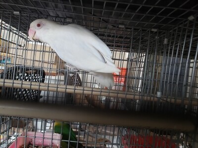Adult lutino Red Eye Male Lovebird ( cage#11) Adult lutino Red Eye Male Lovebird ( cage#11)