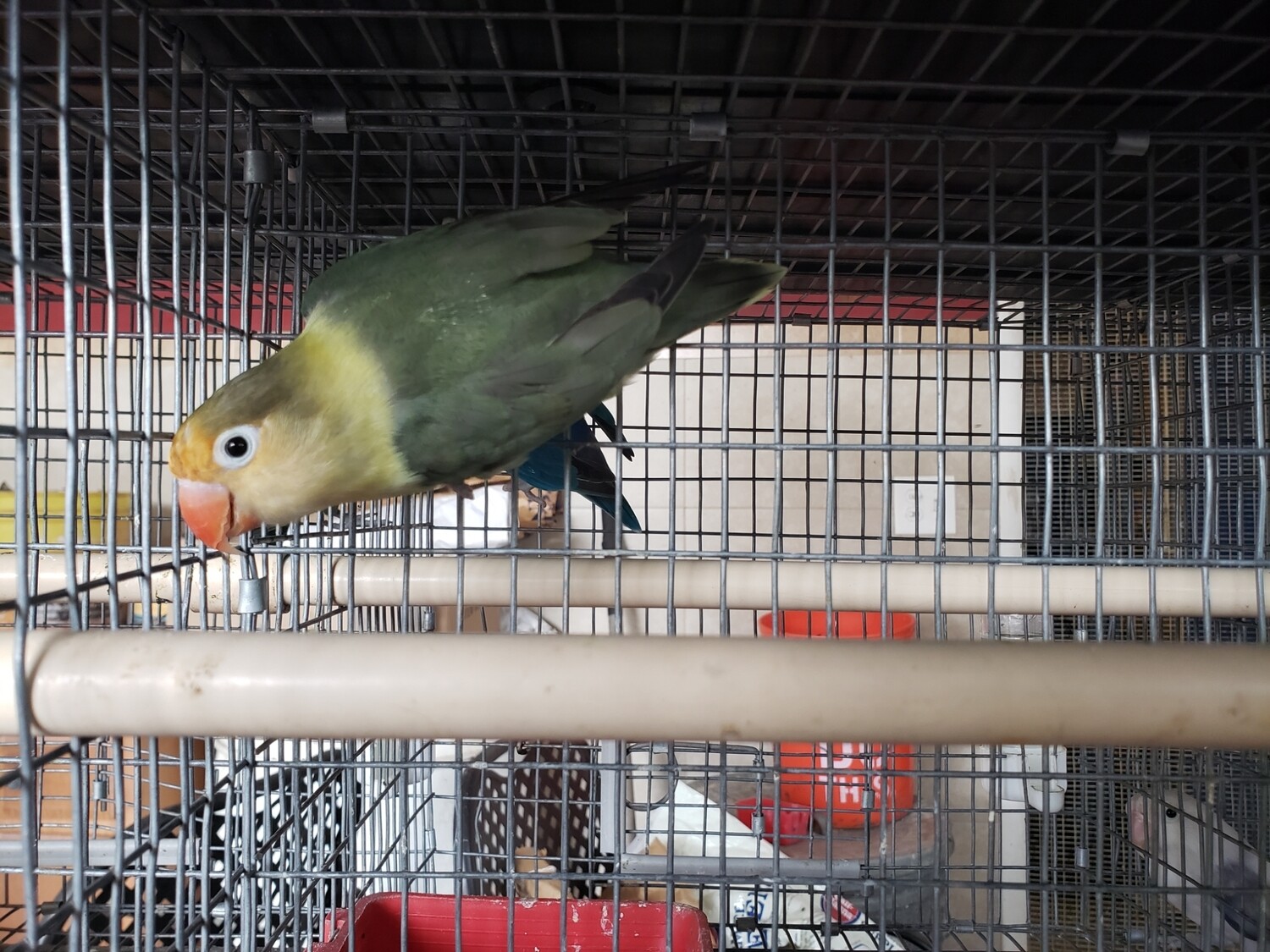 Adult Olive Parblue fisher Lovebird