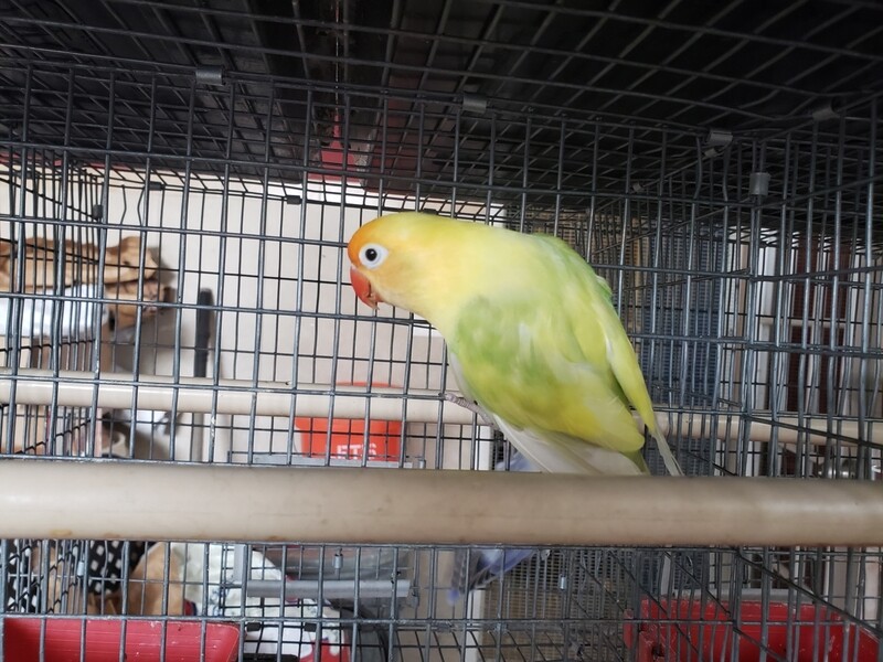 Adult Pastel Yellow Face Lovebird Adult Pastel Yellow Face Lovebird