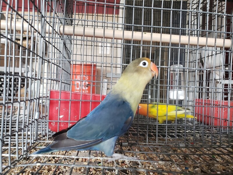 Adult Violet Parblue Fisher Lovebird Male Adult Violet Parblue Fisher Lovebird Male