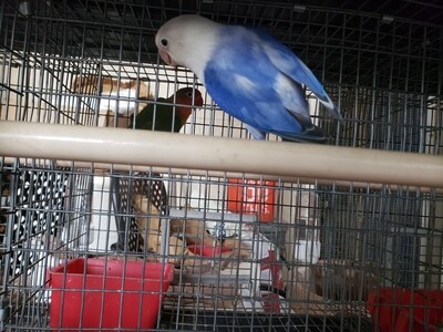 Dark Blue White head fisher Lovebird