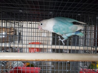 Light Blue Fisher Lovebird