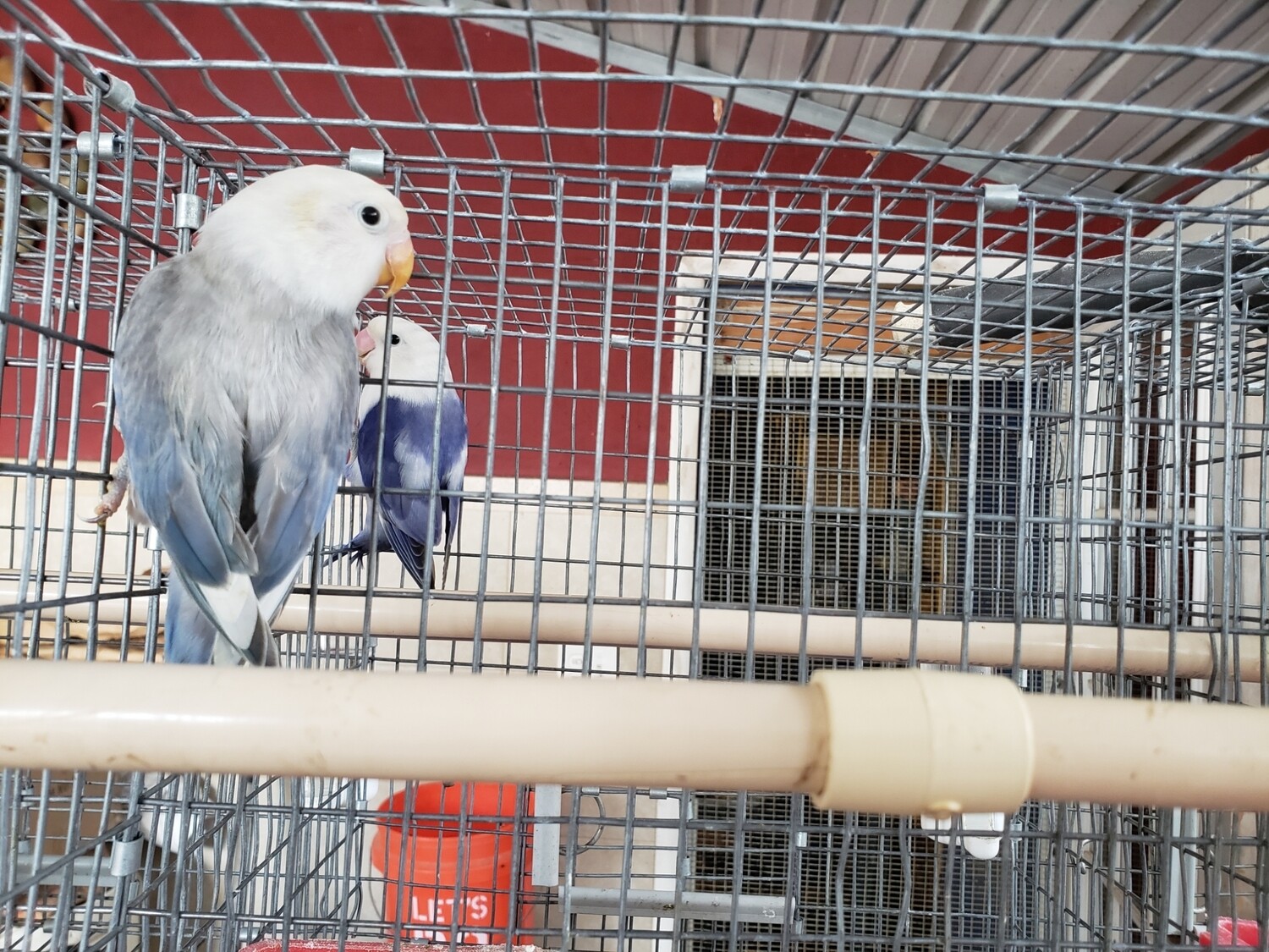 Blue Euwing Male Lovebird