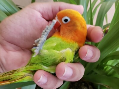 Baby Opaline Paled Red head Green baby lovebird Handfeed ( Rare )