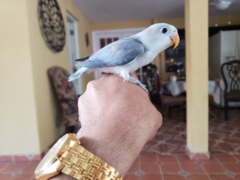 Beautiful Gray Violet Handfed 