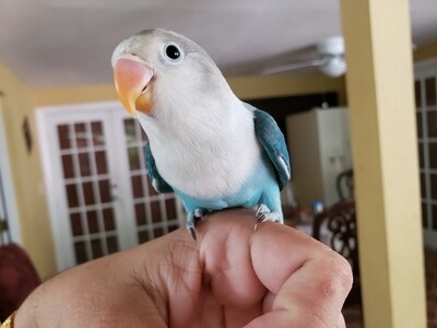 Blue Fisher Lovebird 