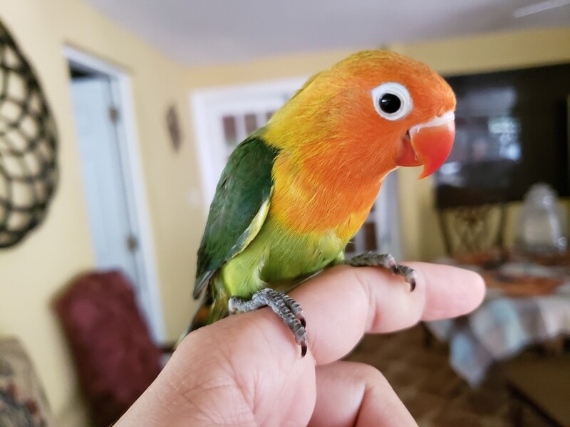 Green Fisher Lovebird for sale