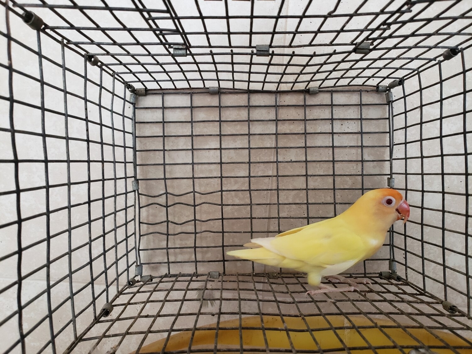 Cramino Red eye  Lovebird Male
