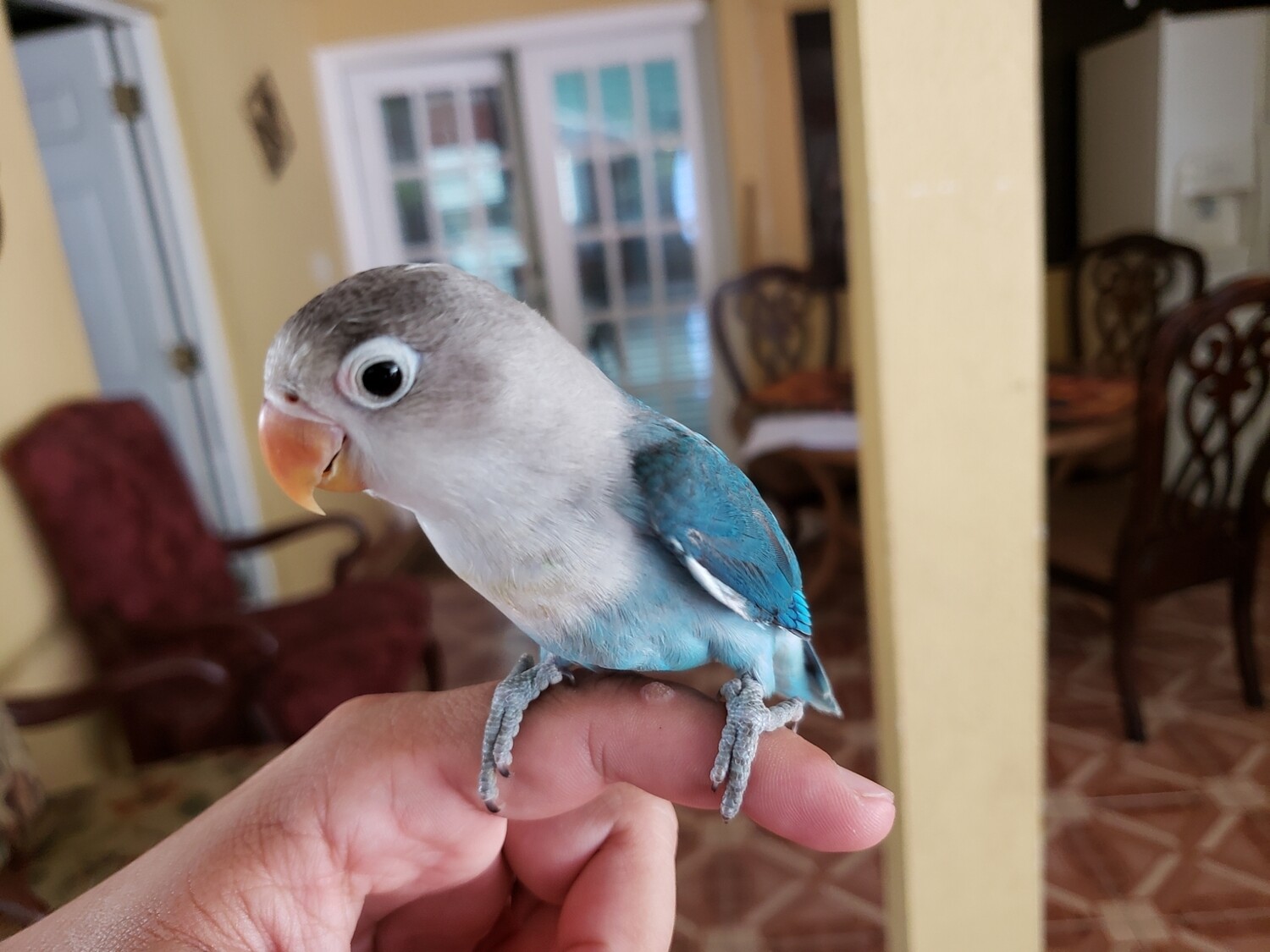 Baby Aqua Blue lovebird Hand tamed for PRE-ORDER