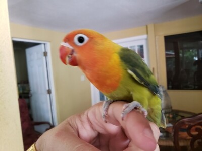 Green Fisher Lovebird