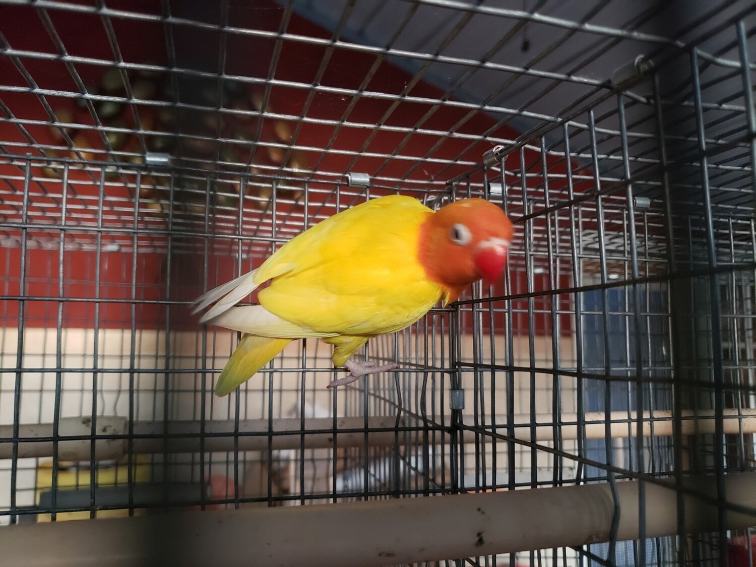 Yellow Black eye Female Lovebird