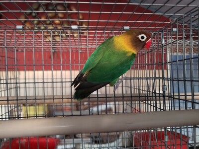 Black mask  Lovebird