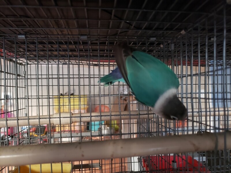 Adult Torques Black Mask Lovebird