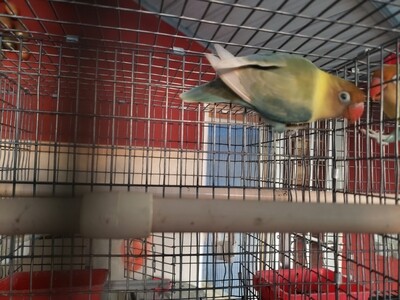 Adult Parblue Pastel male  Lovebird ( Cage #4 )