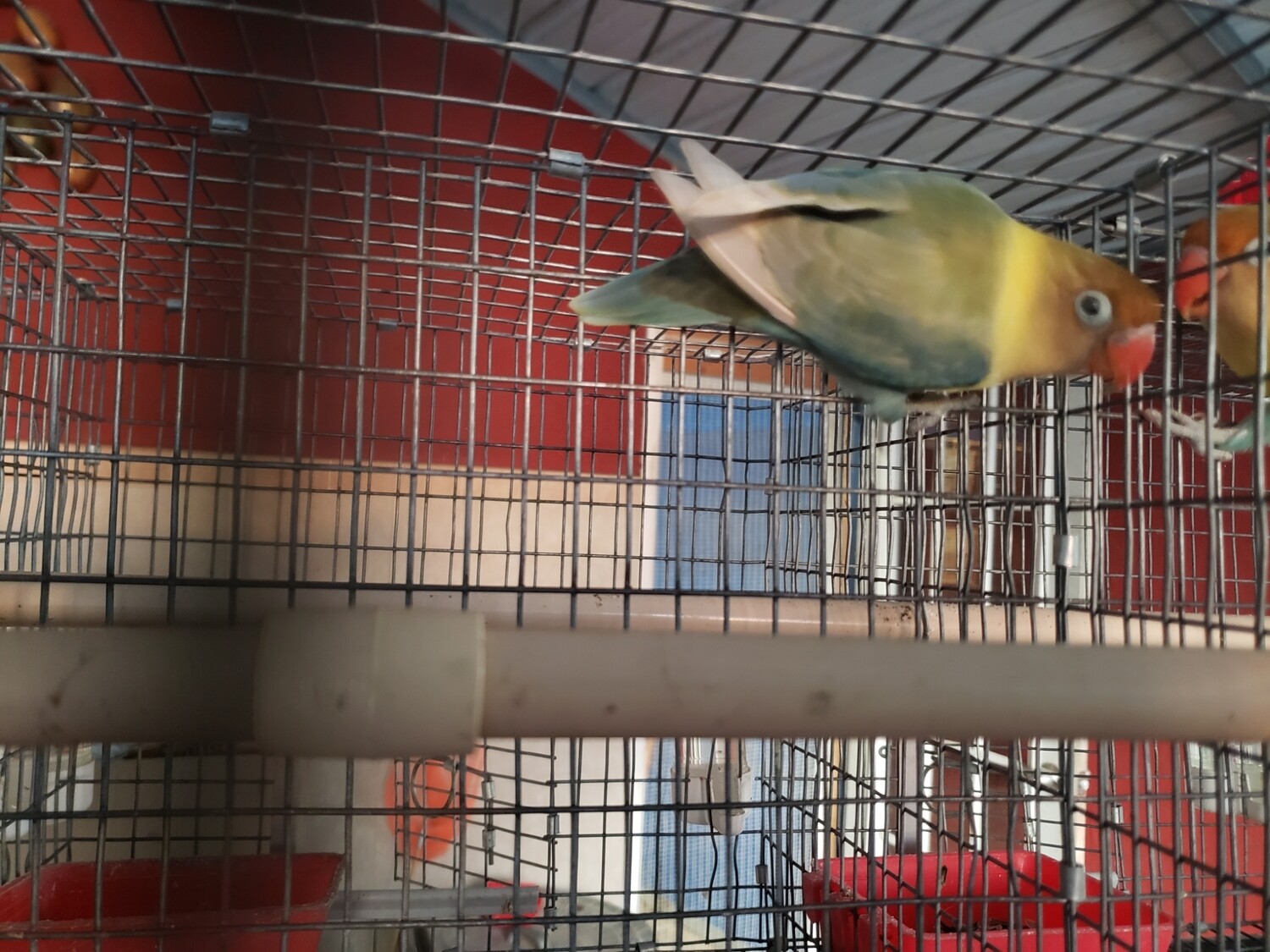 Adult Parblue Pastel male  Lovebird ( Cage #4 )