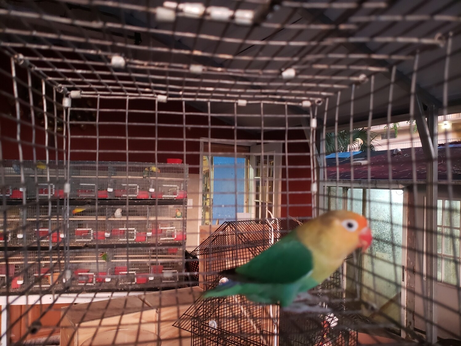 Green Parblue Female Fisher Lovebird
