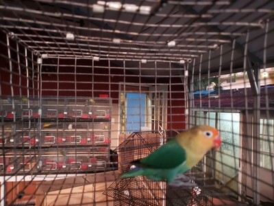 Green Parblue Female Fisher Lovebird
