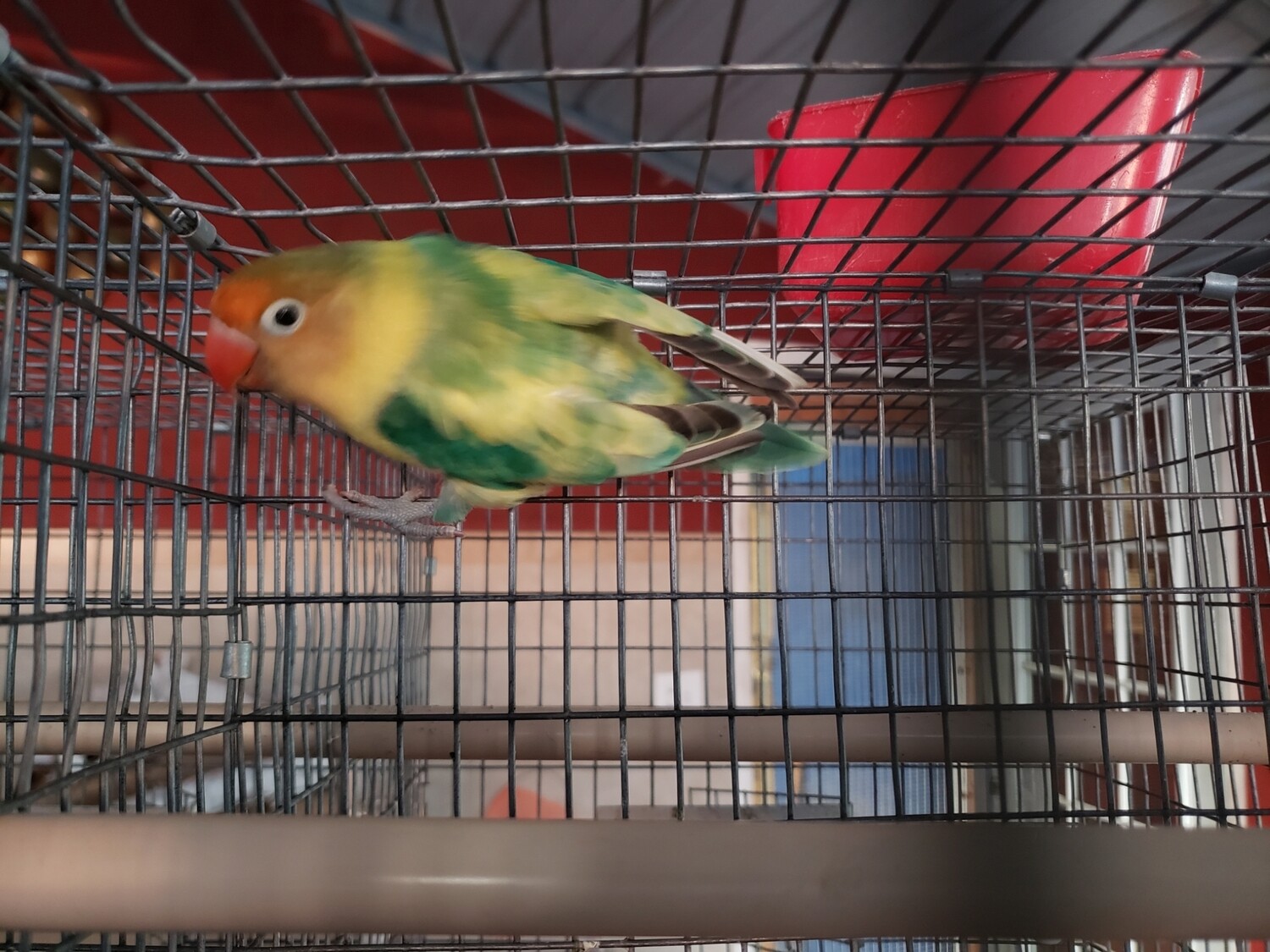 Green Arlequin Parblue Male Lovebird