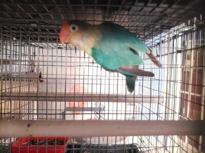 Parblue Fisher  Lovebird