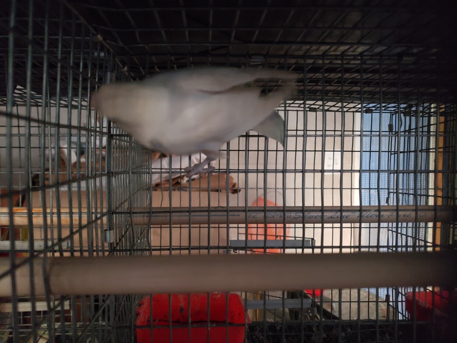 Gray Delute Fisher Male Lovebird