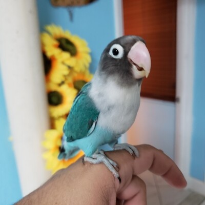 Young Blue Black Mask Male Lovebird ( nice bird )