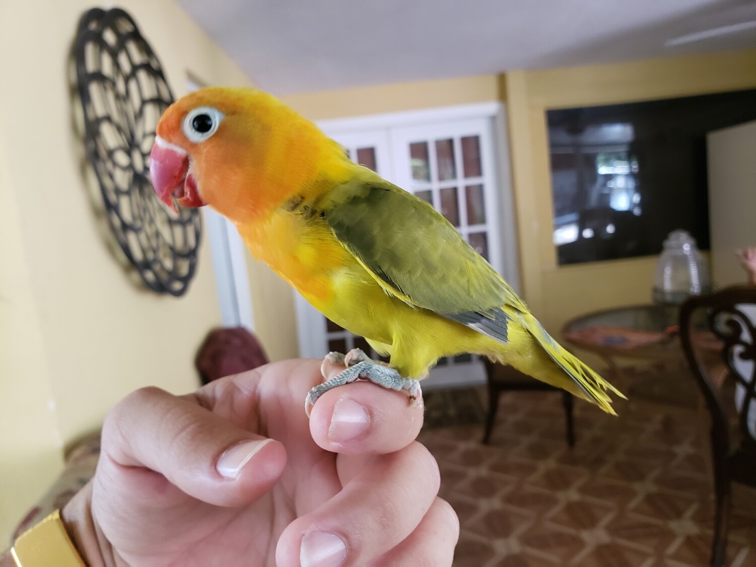 Baby Green Fisher Lovebird Tamed Handfed  PRE-ORDER