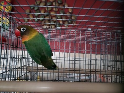 Green Masked Lovebird