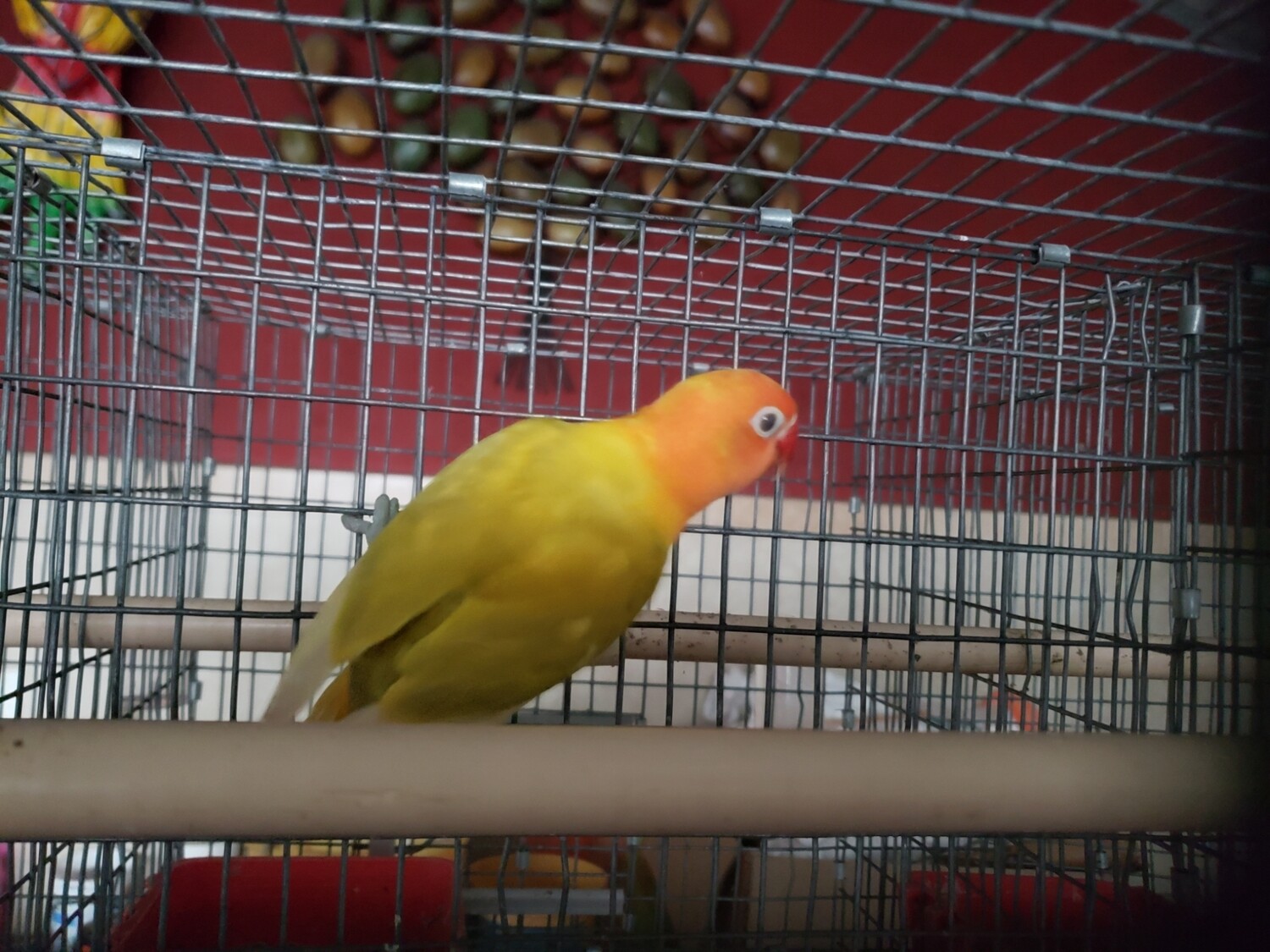 Adult Pastel Orange Head Lovebird