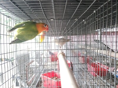 Green Orange Head Fisher Lovebird