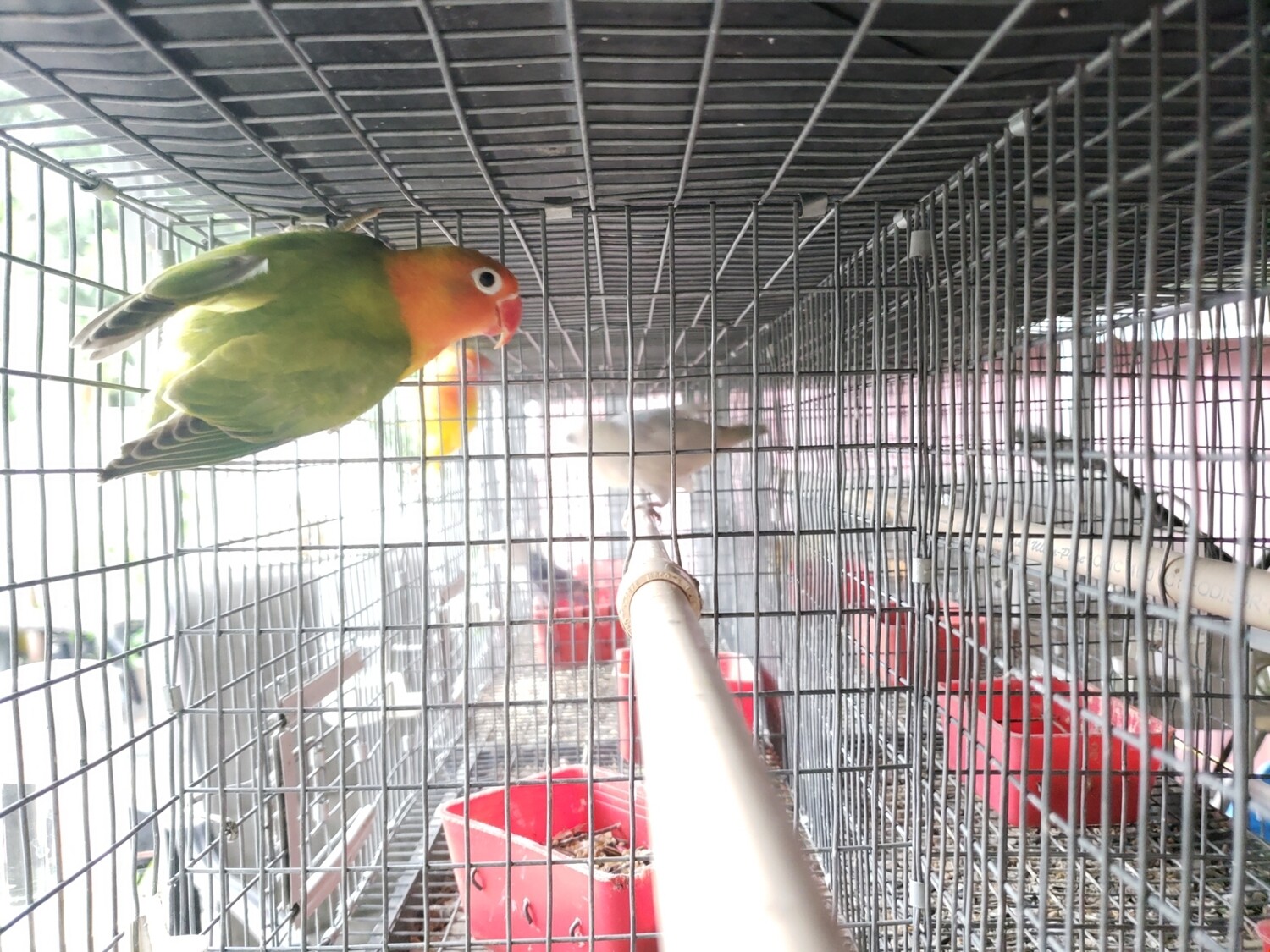 Green Orange Head Fisher Lovebird