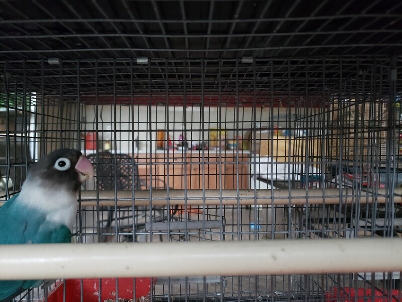 Acua Black Mask Lovebird